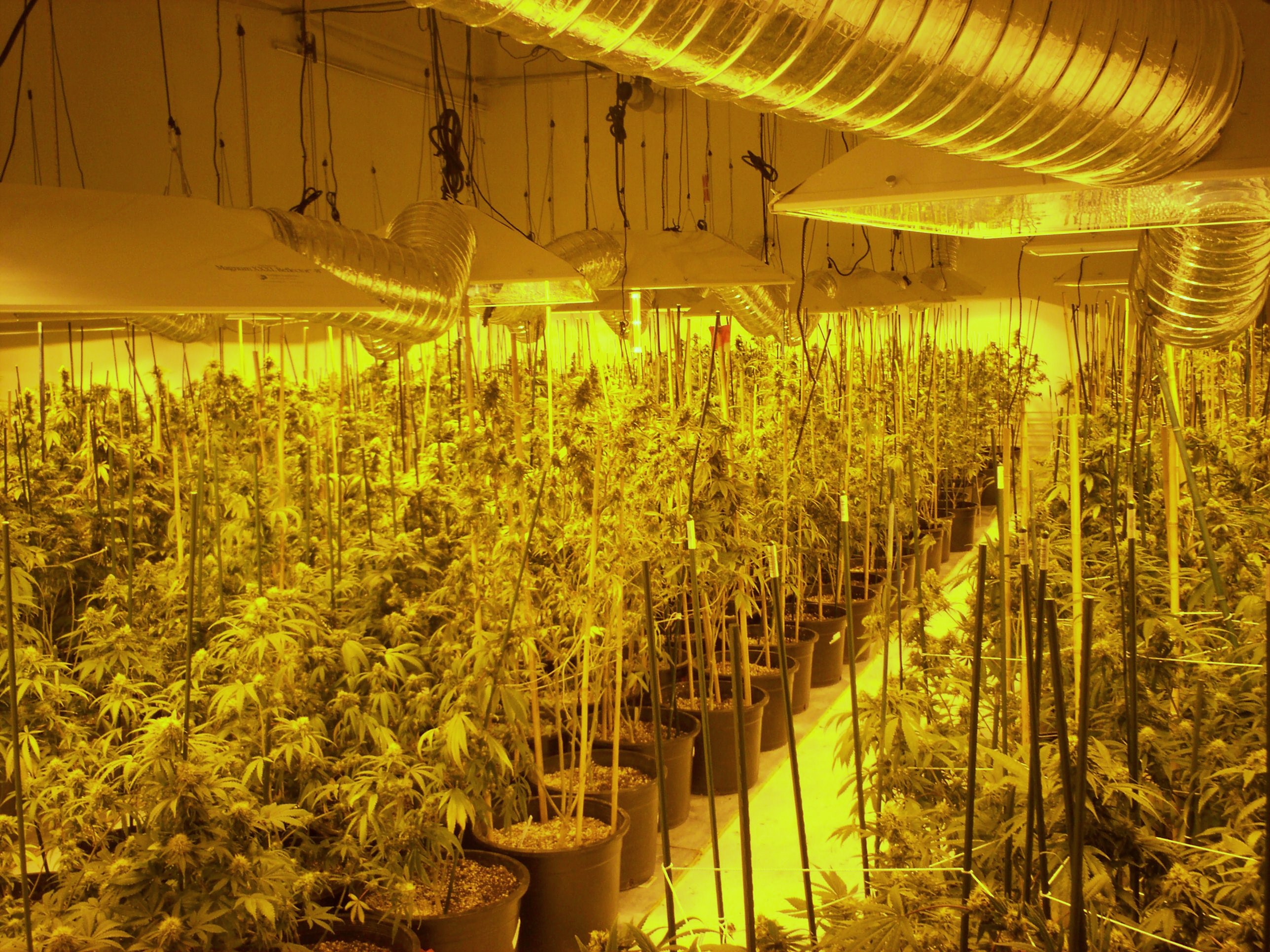 Bud_2-1